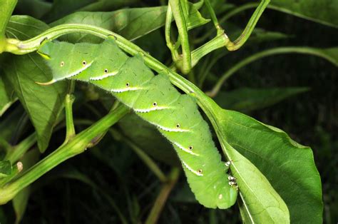 Insect Expert Watch For Hornworms Other Garden Pests