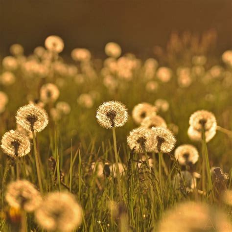 When You Look At A Field Of Dandelions 🌻🌼🌺🌷🌸 You Either See A Thousand