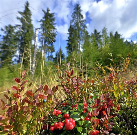 Berries In The Forest Stock Image Image Of Autumn Juicy 58608881