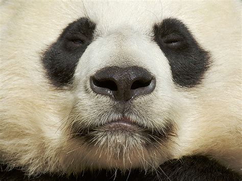 Panda A Gallery On Flickr