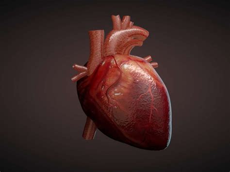 Lab Grown Heart Cells Transplanted Into Human Body For The