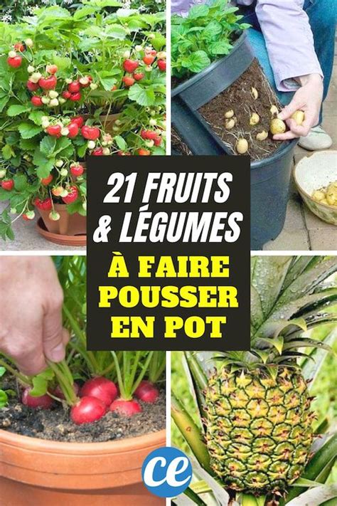 Les Fruits Et L Gumes Les Plus Faciles Faire Pousser En Pot Artofit
