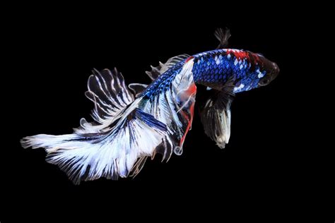 Do Betta Fish Molt A Guide To Why Your Betta Is Losing Scales