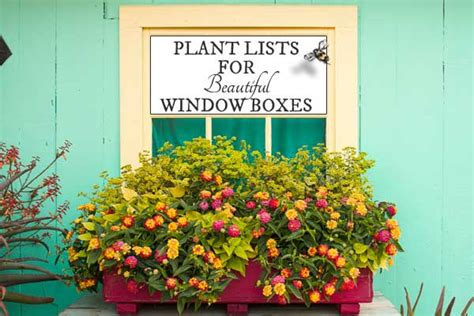 Gorgeous Plant Combinations For Window Boxes Empress Of Dirt