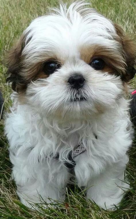 Chibi The Most Lovable Shih Tzu Approximately 10 Weeks A Cute