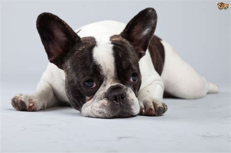 These types of ear infections are very common in french bulldogs due to that's the last of the french bulldog health issues that were listed in the research from the royal veterinary college. The health challenges of the French bulldog | Pets4Homes