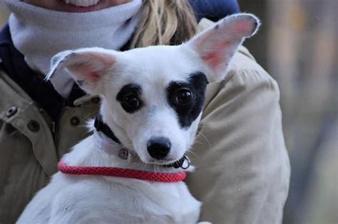 Adopt Natalia Dyer On Petfinder Kitten Adoption Dog Adoption Pets