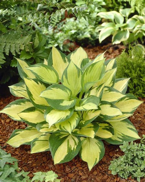 How to plant hosta seeds. Hosta - K to Z Cultivars
