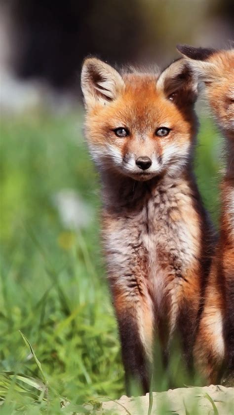 Free Download Animals Baby Animals Foxes Wallpaper 1920x1200 8148