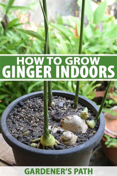 How To Grow Ginger Indoors Gardeners Path Growing Ginger Indoors Growing Ginger Growing