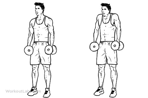 Dumbbell Shrug Illustrated Exercise Guide Workoutlabs