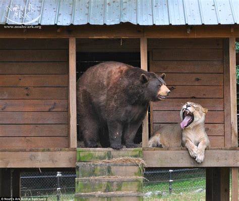 Lion Tiger And Bear Have Been Living Together In A Georgia Animal