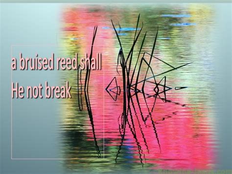 Matthew 1220 A Bruised Reed He Will Not Break Aqua