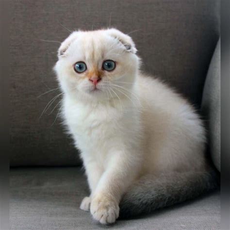 Baron Scottish Fold Male Reserved 2 350 Meowoff Kittens For Sale In Chicago