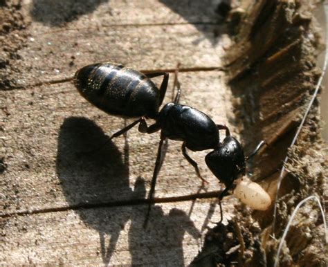 The Öko Box Huge Black Ant With Golden Stripes