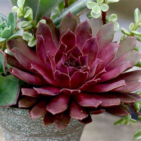 Royal Ruby Sempervivum Plants For Sale Hens And Chicks