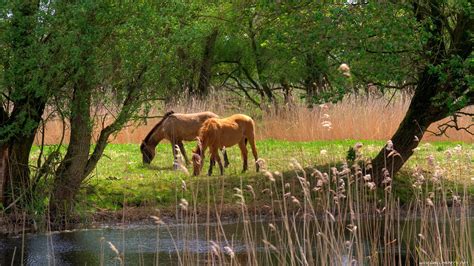 Landscapes Animals Grass Horses Junk Lakes Land Eating