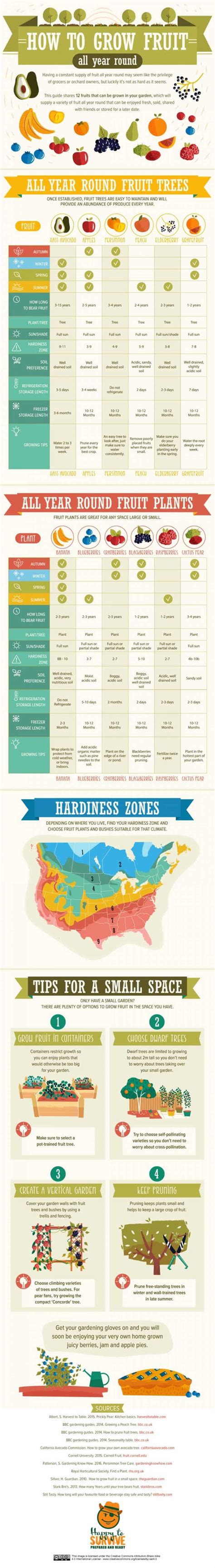 how to grow fruit all year round daily infographic