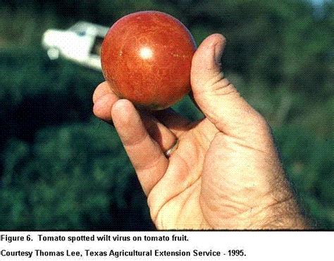 Viral Diseases of Plants - Texas Plant Disease Handbook