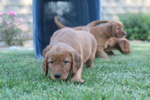 She is an akc registered golden retriever with great genetics. Golden Ridge Hi-Breds - Golden Irish puppies for Sale by ...