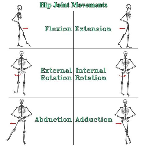 A Single Joint Movements Of Hip Flexionextension B Download
