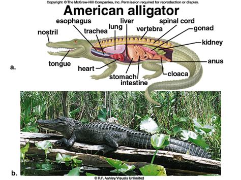 Dissection American Alligator