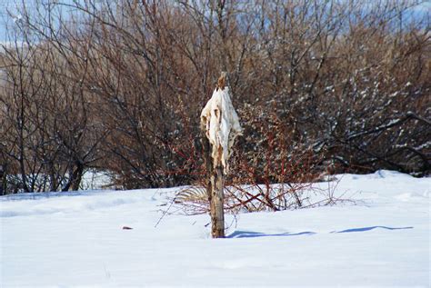 Skinwalker Ranch insider donates photograph collection for research