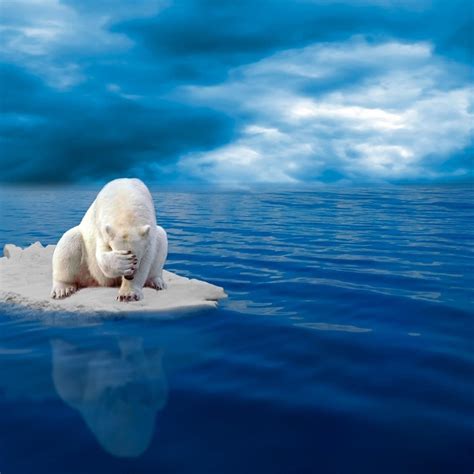 Sad Polar Bear On Ice In The Middle Of Sea Wallpaper Download 2524x2524