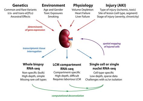 Legitimizing Acute Kidney Injury A More Precise Approach In The Making