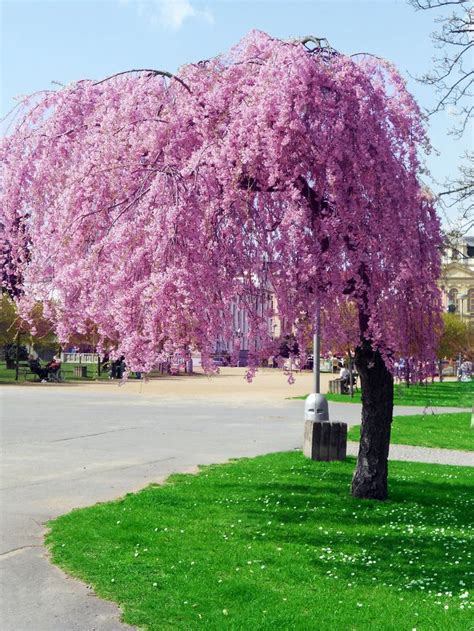 I Want One Pink Trees Pink Tree Hugger