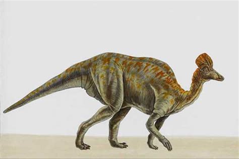 Top 10 Dinosaurs With Head Crests That Are Fun To Know My Dinosaurs