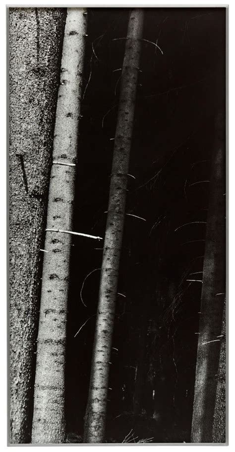 Untitled From The Series Gebet Im Wald Lot