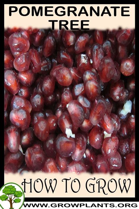 Can it survive zone 7b. Pomegranate tree - How to grow & care | Pomegranate ...