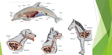 What animals breathe with lungs? - ProProfs Discuss
