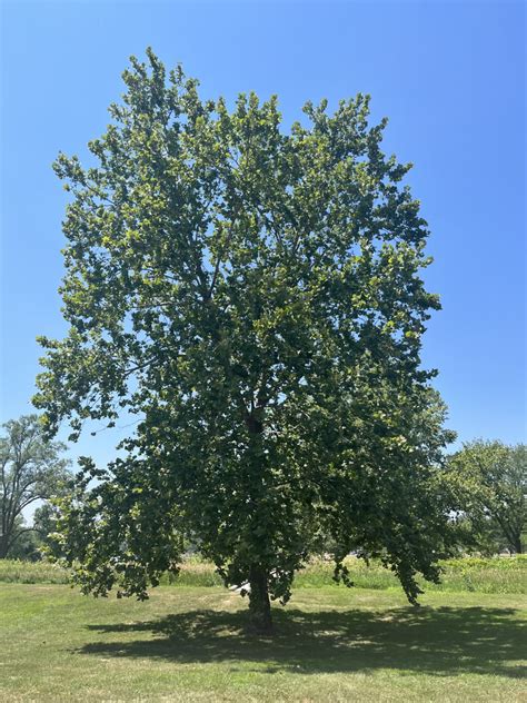 American Sycamore Platanus Occidentalis