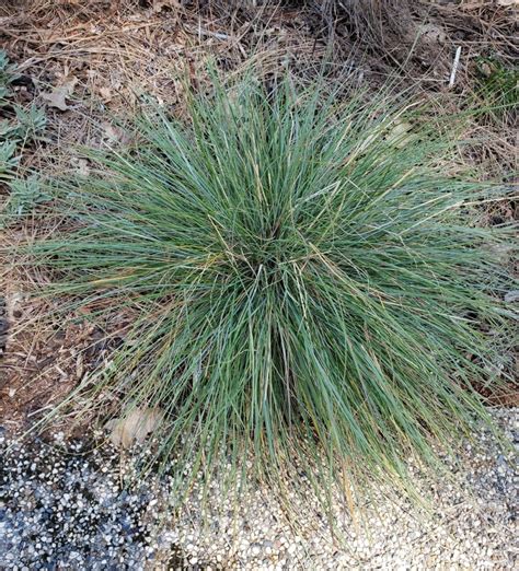 California Grasses Can Be The Perfect Choice For Our Landscapes