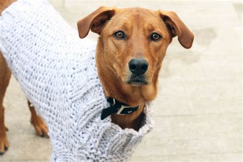 Large Dog Sweater Knitting Pattern Large Dog Sweaters Knitted Dog