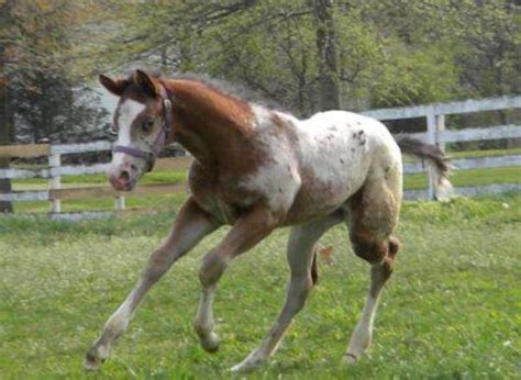 Foals Sired X The Secret Pardon Hypp Nn 5 X National Champion