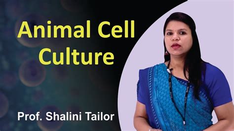 Nowadays, animal cell culture becomes a reasonable alternative for animal experiments in the process of drug discovery and development. Animal Cell Culture - An Introduction || Basics of Animal ...