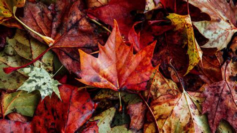 Download Wallpaper 3840x2160 Leaves Autumn Fallen Dry