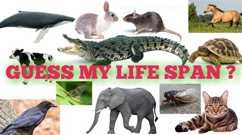 Life Span Of Plants And Animals Ncert Youtube