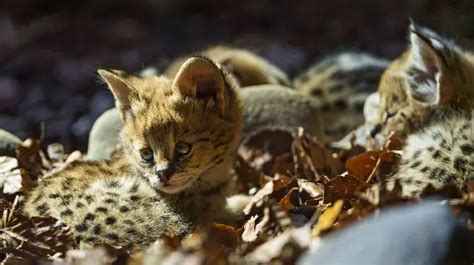 are servals the most gorgeous wild cats