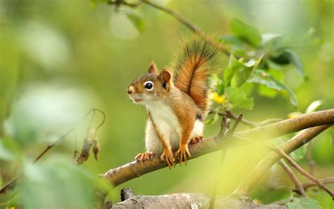 Fairy And Squirrel Wallpapers Wallpaper Cave