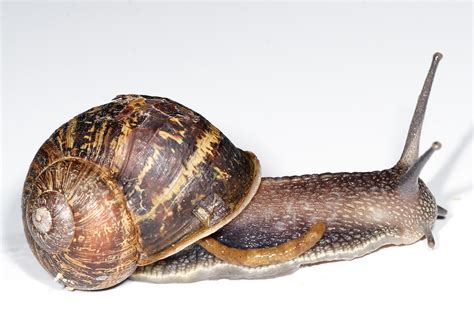 Filegarden Snail Defecating Wikimedia Commons