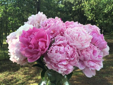 Beautiful Pink Peony Bouquet Flower Farm