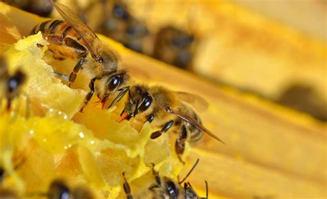 Busy Bees Honeybee Hive Substance Propolis Helps Bald People Regrow Hair