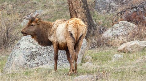 Elk Rocky Mountain National Park Colorado Marisabascope