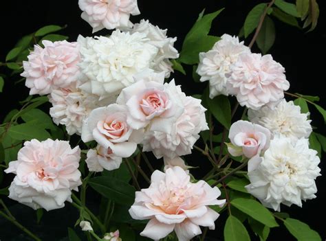 6 Fascinating Facts About Roses That You Probably Didnt Know