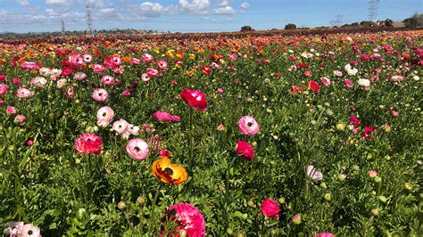 Maybe you would like to learn more about one of these? Flower Fields at Carlsbad Ranch Ready for 2020 Season ...