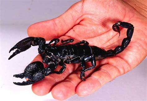 The Largest Scorpion In The World Is The Emperor Scorpion Of West